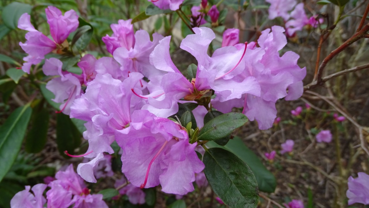 'Emasculum'